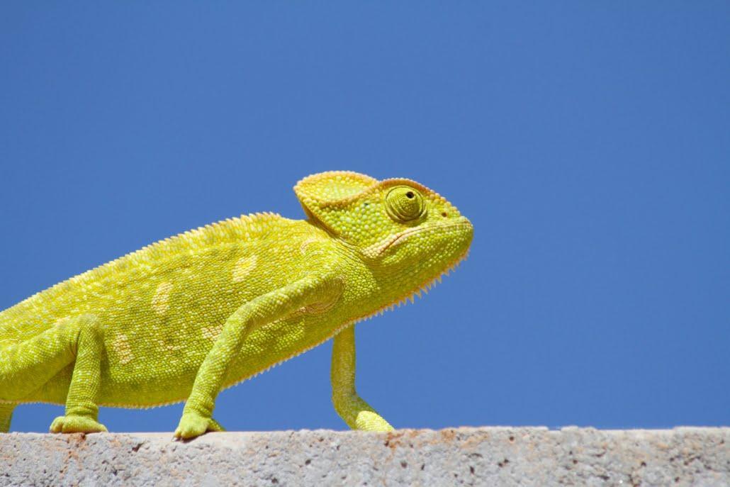 De moderne tester, een kameleon in een wereld vol verandering: vakmanschap en flexibiliteit